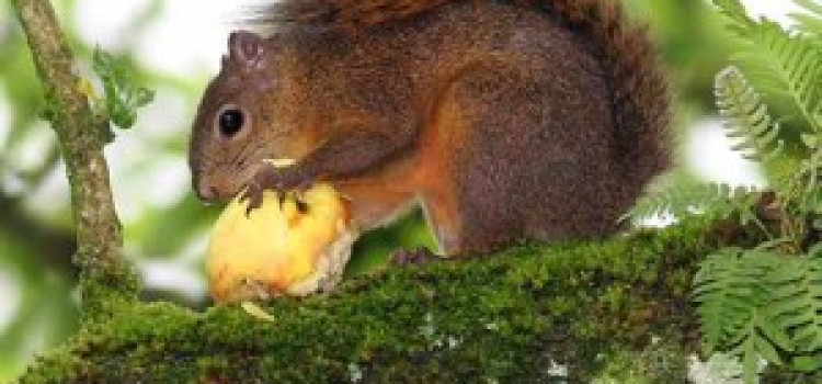 Squirrel Squirrel