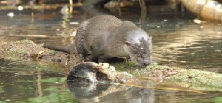 River Otter River Otter