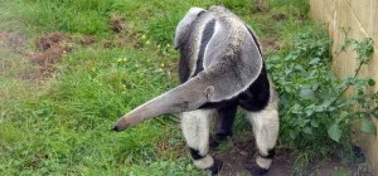 Anteater Anteater