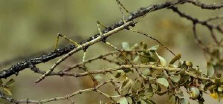 Walking Stick Insect Walking Stick Insect