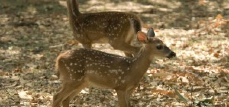 Deer/ White tailed deer of Costa Rica Deer/ White tailed deer of Costa Rica