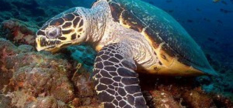The Hawksbill Sea Turtle The Hawksbill Sea Turtle