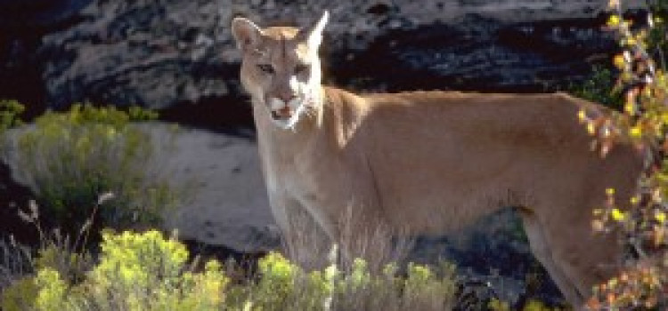 Mountain Lion