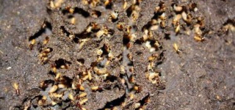 The Termites The Termites
