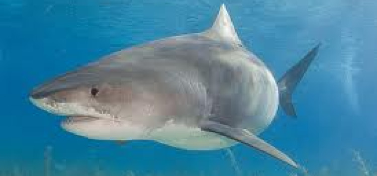 Tiger Shark Tiger Shark