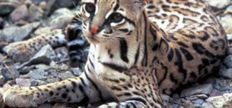 Ocelot