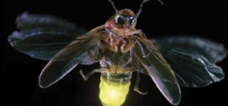 Fireflies Fireflies