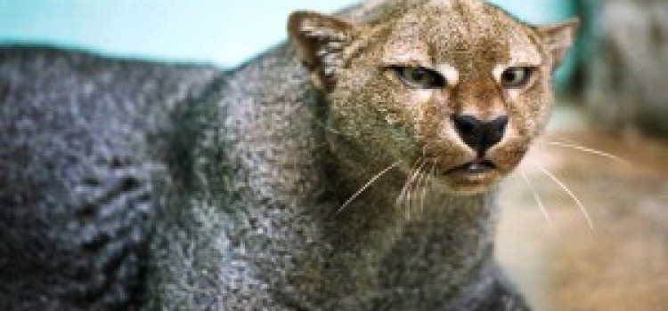 Jaguarundi Jaguarundi