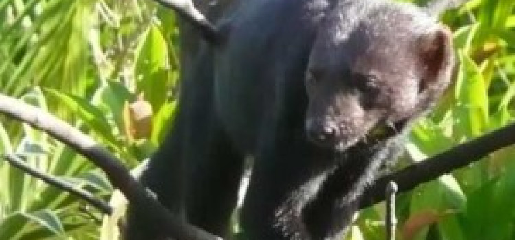 Tayra Tayra