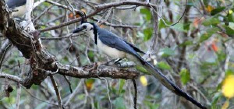 White-throated Magpie Jay White-throated Magpie Jay