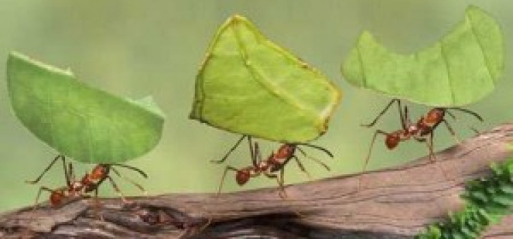 Leaf Cutting Ant Leaf Cutting Ant