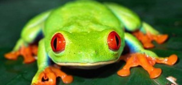 Red-Eyed Tree Frogs