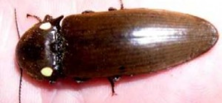 Click Beetle Click Beetle