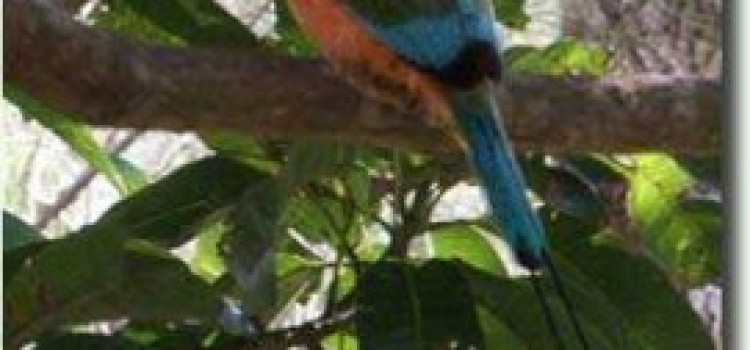 Motmot Motmot
