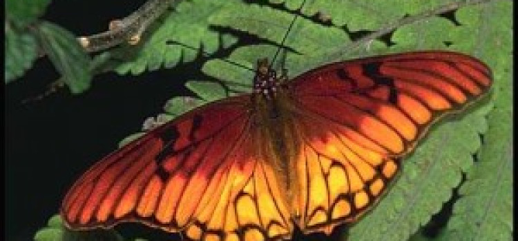 Butterflies Butterflies