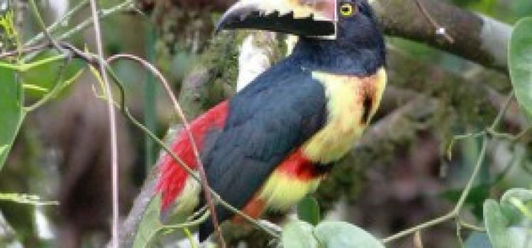 Collard Aracari