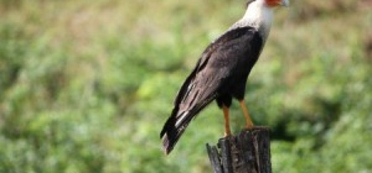 Crested Caracara