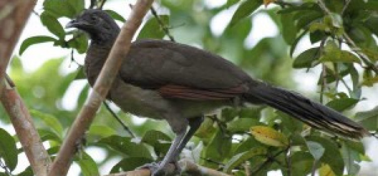 Chachalaca