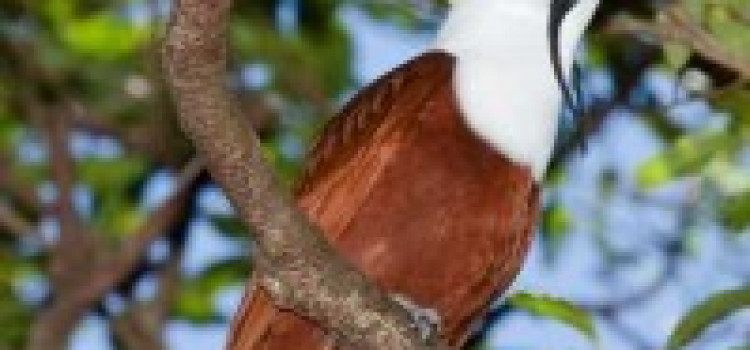 Three-Wattled Bell Bird