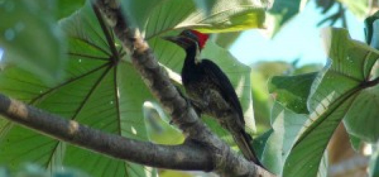 Lineated Woodpecker