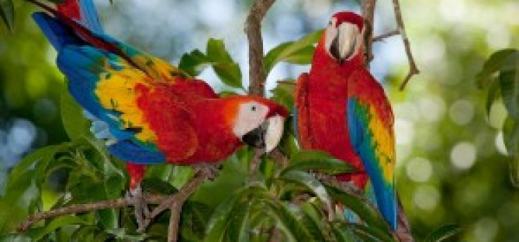 Scarlet Macaw Scarlet Macaw