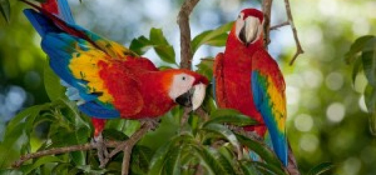 Scarlet Macaw