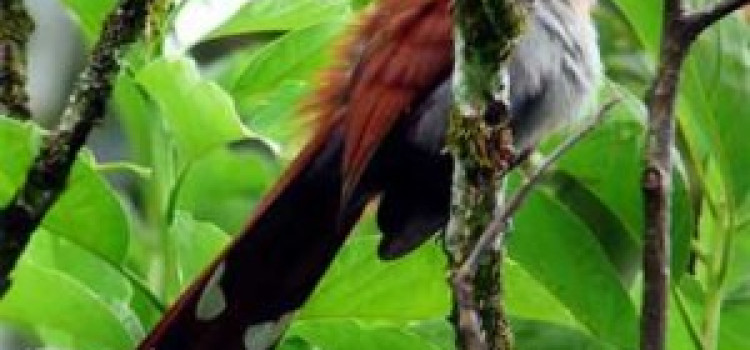 Squirrel Cuckoo