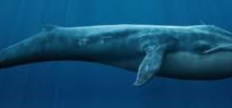 Blue Whale Blue Whale