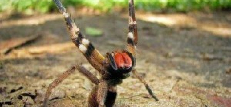Brazilian Wandering Spider Brazilian Wandering Spider