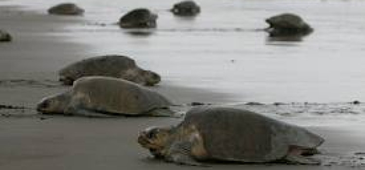 Olive Ridley Sea Turtle