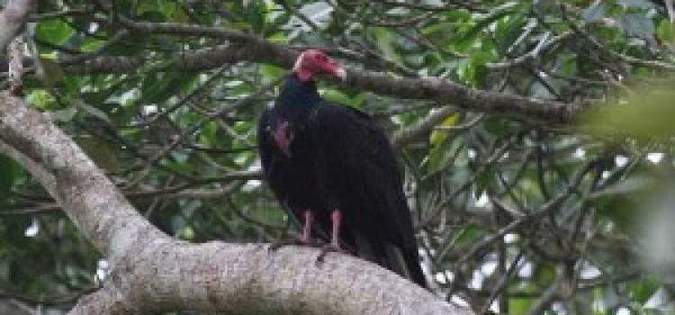 Turkey Vulture