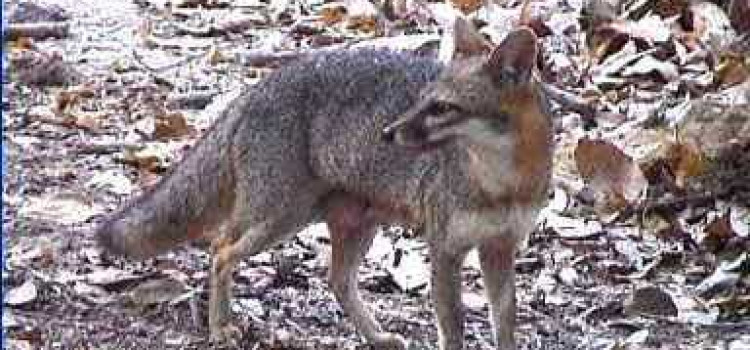 Fox Fox