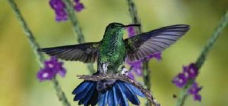 Hummingbirds