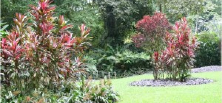 Heliconia Island Heliconia Island