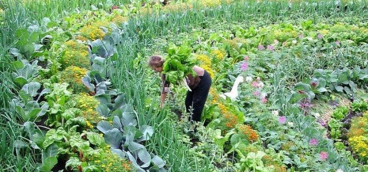 PDC – Permaculture Design Certificate PDC – Permaculture Design Certificate