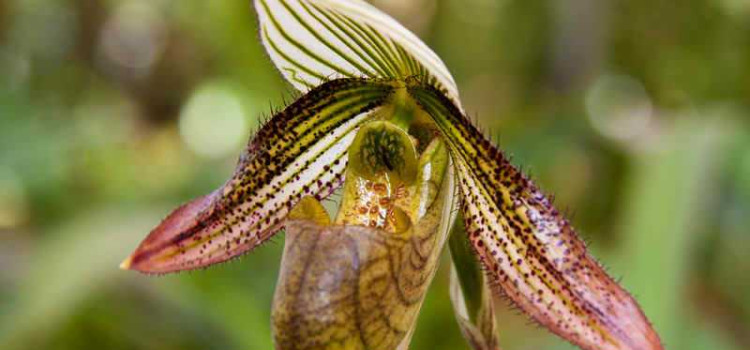 Lankester Gardens: Bask in the Beauty of Blossoms & Plants Lankester Gardens: Bask in the Beauty of Blossoms & Plants