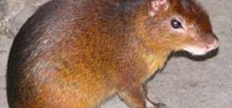 Agouti Agouti