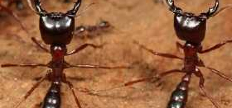 Army Ants Army Ants