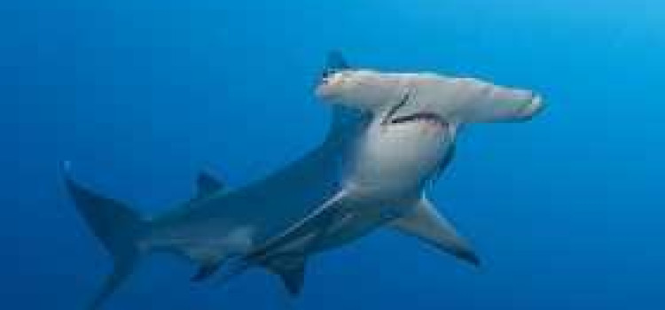 Hammerhead Shark Hammerhead Shark