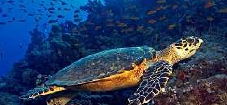 Hawksbill turtle Hawksbill turtle