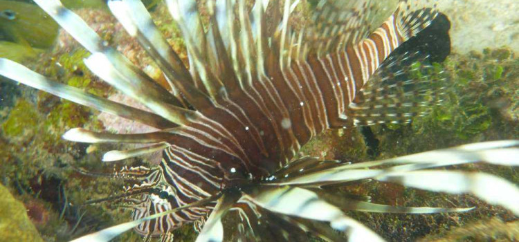 Lion Fish Lion Fish
