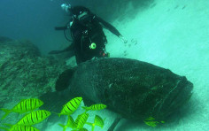 Caño Island Marine Reserve Caño Island Marine Reserve