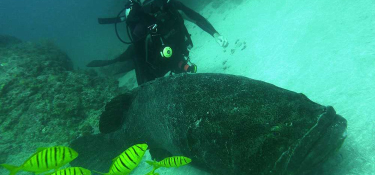 Caño Island Marine Reserve Caño Island Marine Reserve