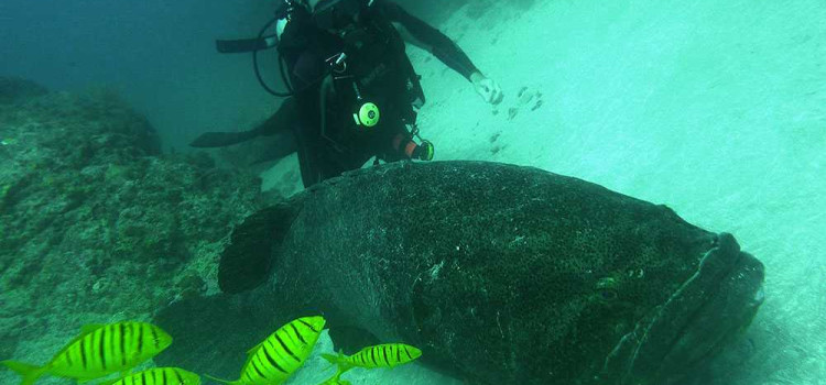 Caño Island Marine Reserve