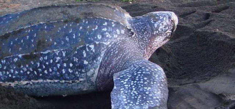 Leatherback Sea Turtle