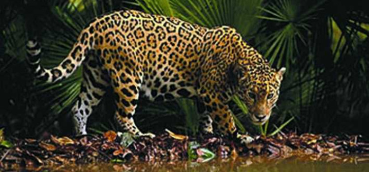 The Jaguar The Jaguar