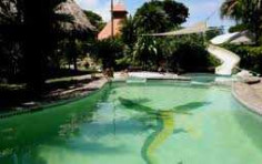 Hotel Flying Crocodile Hotel Flying Crocodile