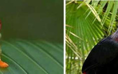 Gaia Vista Gaia Vista