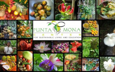 Punta Mona Punta Mona
