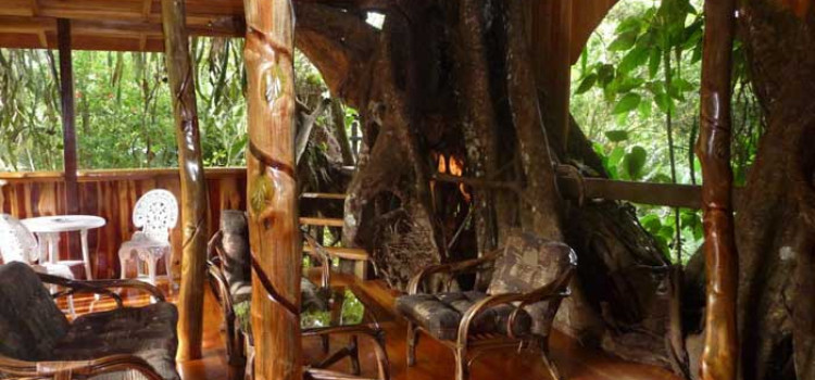 Topo’s tree house Topo’s tree house